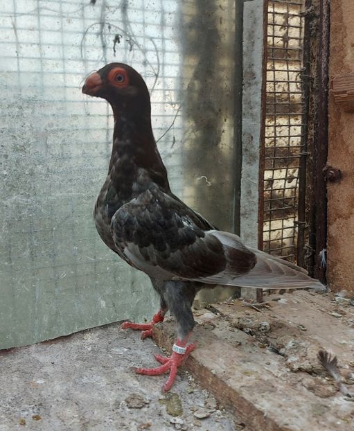  - Indian german 2021