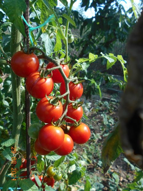  - 02 Gradina de legume 2021