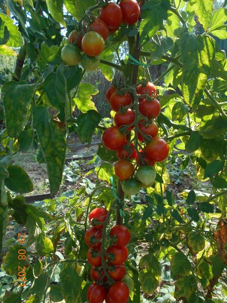  - 02 Gradina de legume 2021