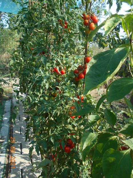  - 02 Gradina de legume 2021
