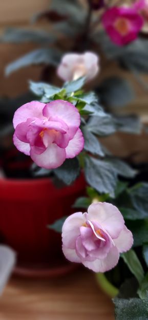 2021 - Frumoasa necunoscuta