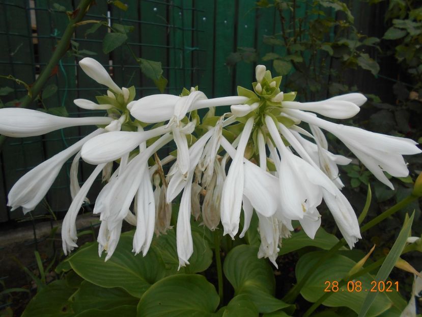  - 02 Azalee-rhododendroni-heleborusi-hortensii-hoste 2021