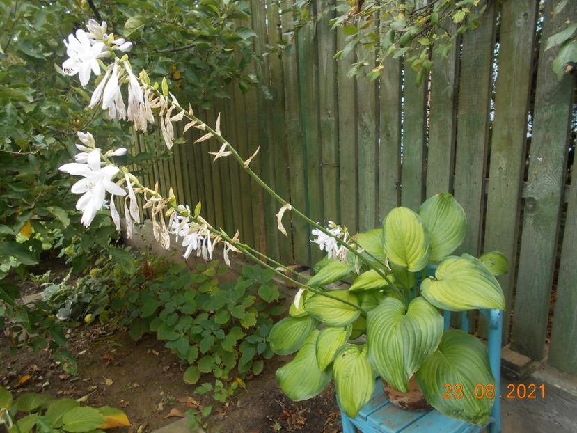  - 02 Azalee-rhododendroni-heleborusi-hortensii-hoste 2021