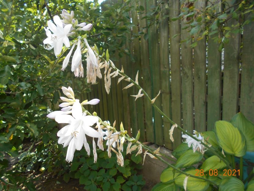  - 02 Azalee-rhododendroni-heleborusi-hortensii-hoste 2021