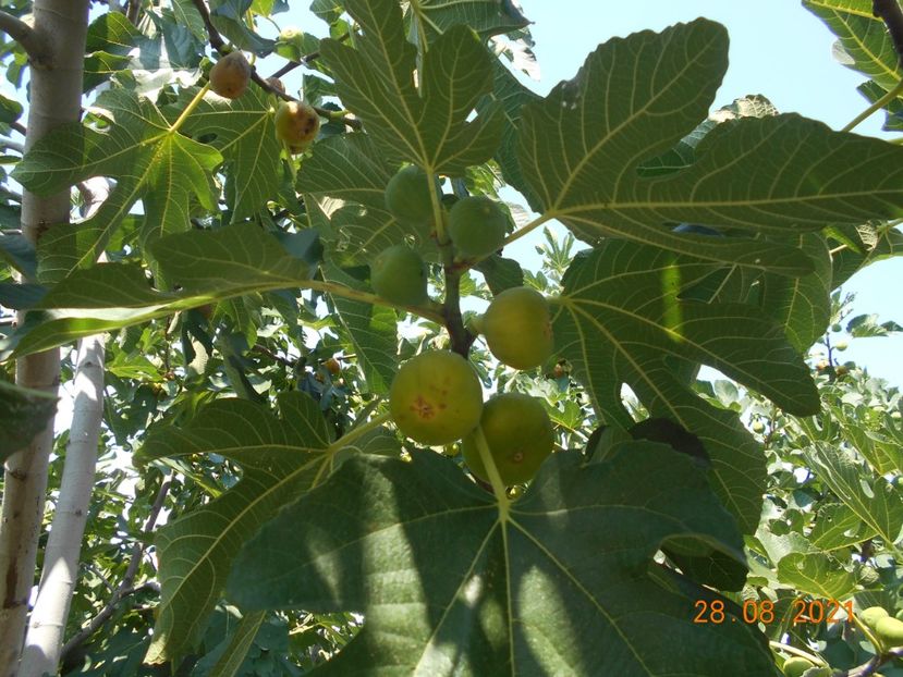  - 02 Gradina de legume 2021
