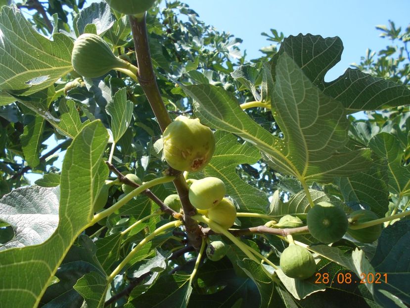  - 02 Gradina de legume 2021