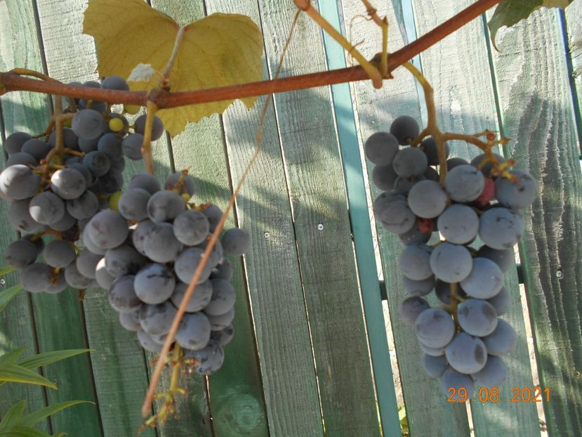 - 02 Gradina de legume 2021