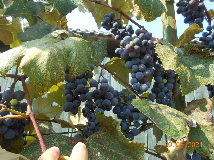  - 02 Gradina de legume 2021