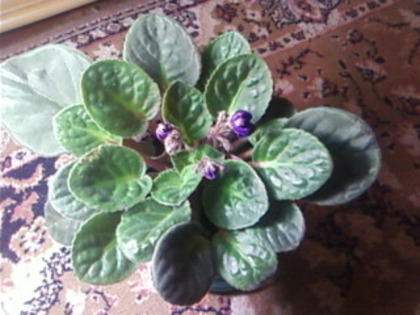 violeta imbobocita - violete