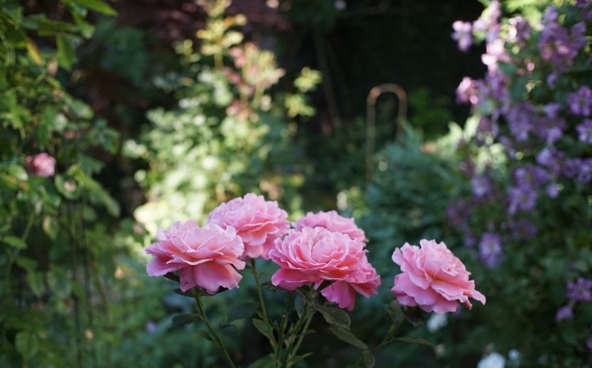  - Tickled Pink