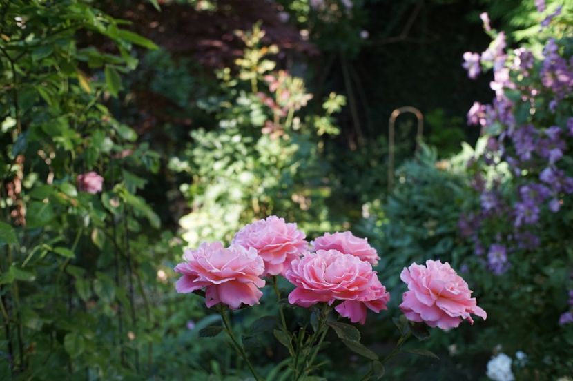  - Tickled Pink
