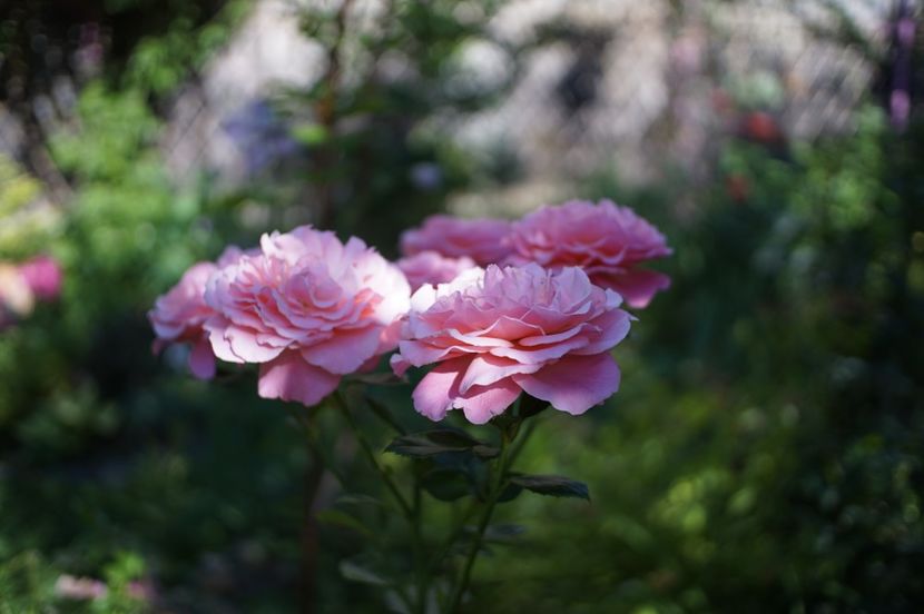  - Tickled Pink
