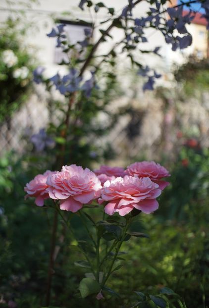 - Tickled Pink