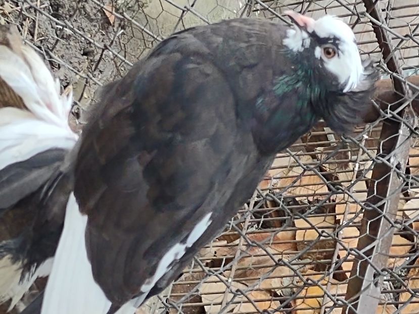  - Pui uriaș maghiar 2021