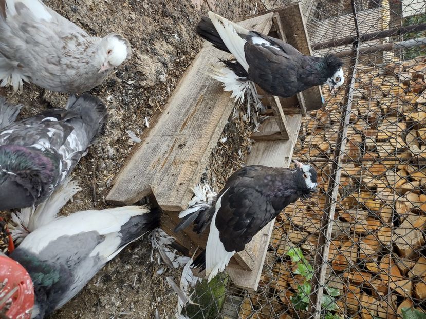 August 2021 - Uriaș maghiar