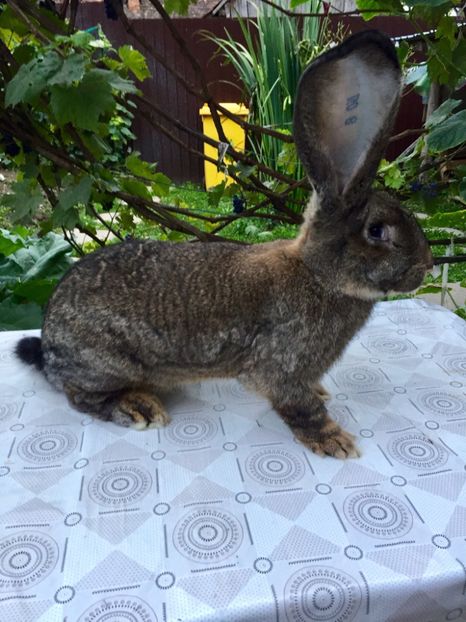 F78257C0-05F7-4CF6-8CDC-D8DD88D80A8D - RO 8-114