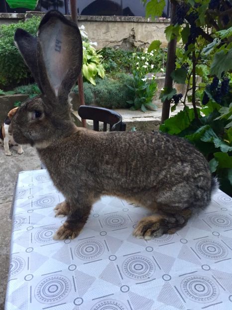 24CA5BB7-E6B8-46CB-A403-EEC940DB3CF0 - RO 8-114