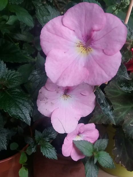  - Achimenes varietati - drumul florilor