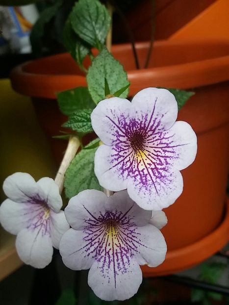  - Achimenes varietati - drumul florilor