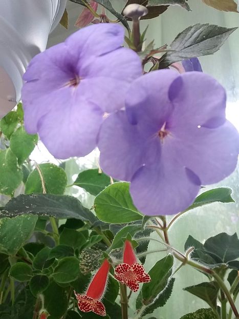  - Achimenes varietati - drumul florilor