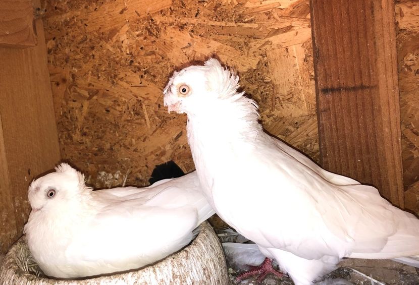  - 02 de prin volieră