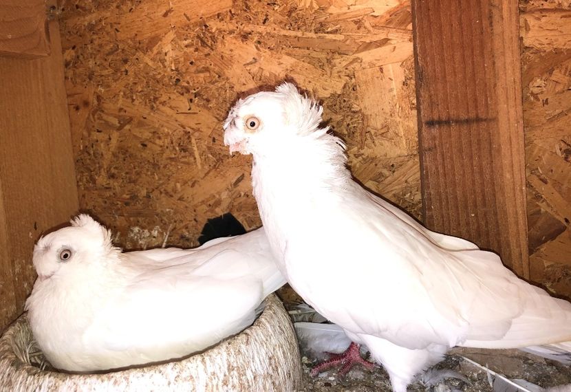  - 02 de prin volieră