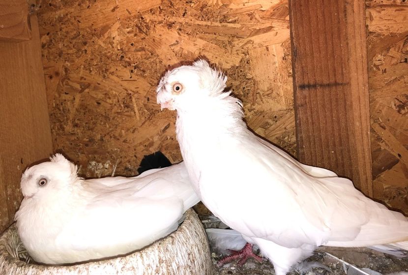  - 02 de prin volieră