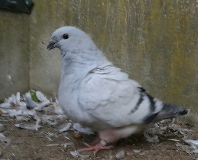 37 - h- MLODE -2021- Youth