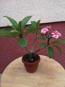  - Plumeria