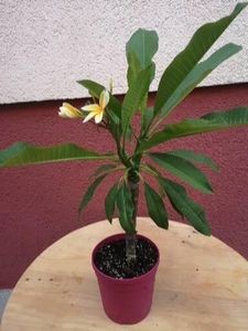  - Plumeria