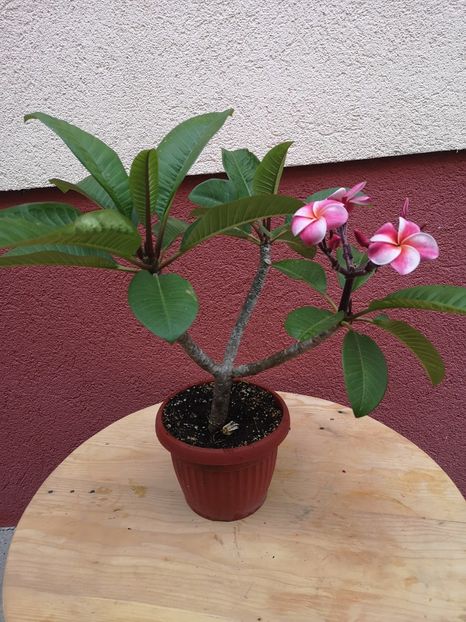  - Plumeria