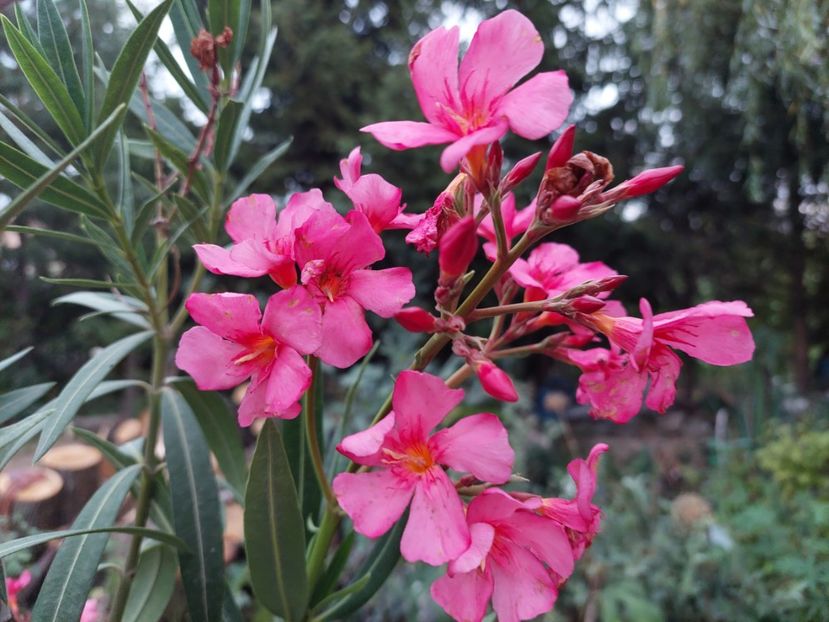 Leandru - C Plante de interior si citrice de vanzare