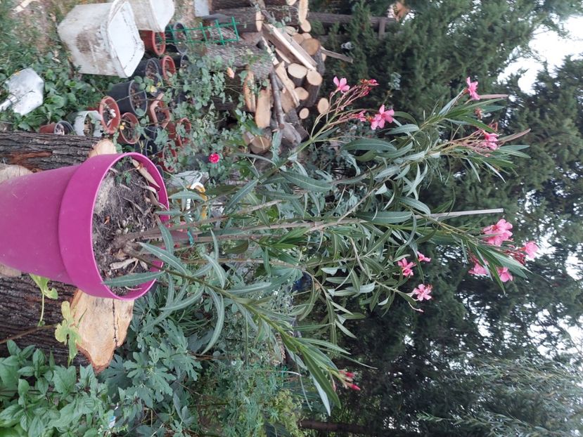 Leandrii.maturi - C Plante de interior si citrice de vanzare