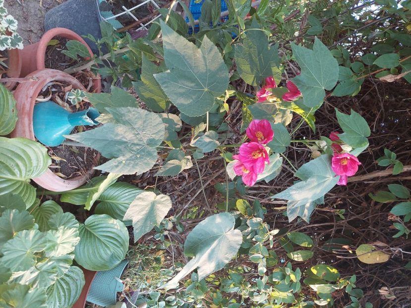 Abutilon planta de vanzare 50lei - w Produse livrate