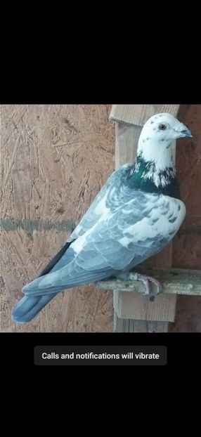  - Nu îmi aparțin 3