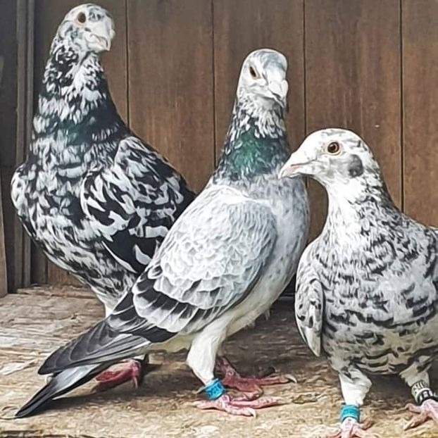  - Nu îmi aparțin 3