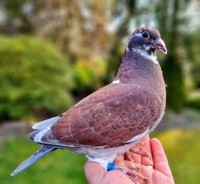  - Nu îmi aparțin 3