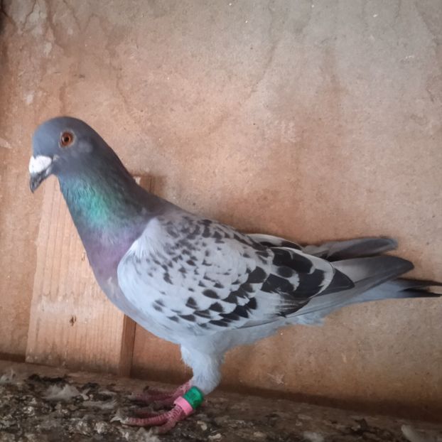 Mascul 18-235(7 clasari)....-Dragodanesti - Porumbei vanduti