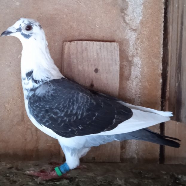 Femela 21-801....-Dragodanesti - Porumbei vanduti