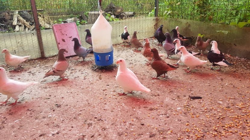 Pui 2021. - PUI 2021DE VANZARE