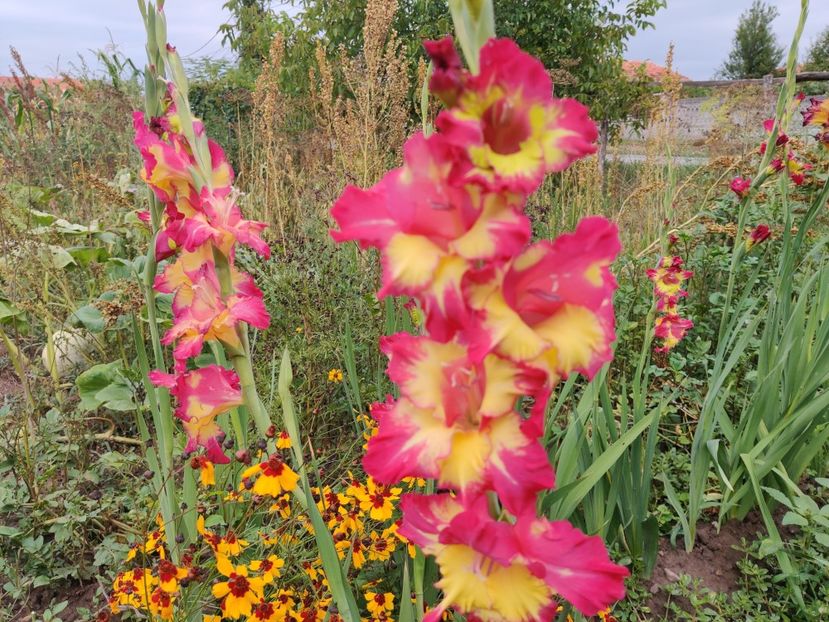 Stereo - Gladiole