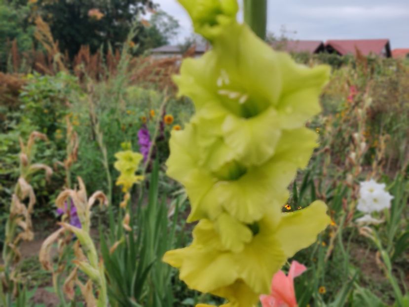  - Gladiole