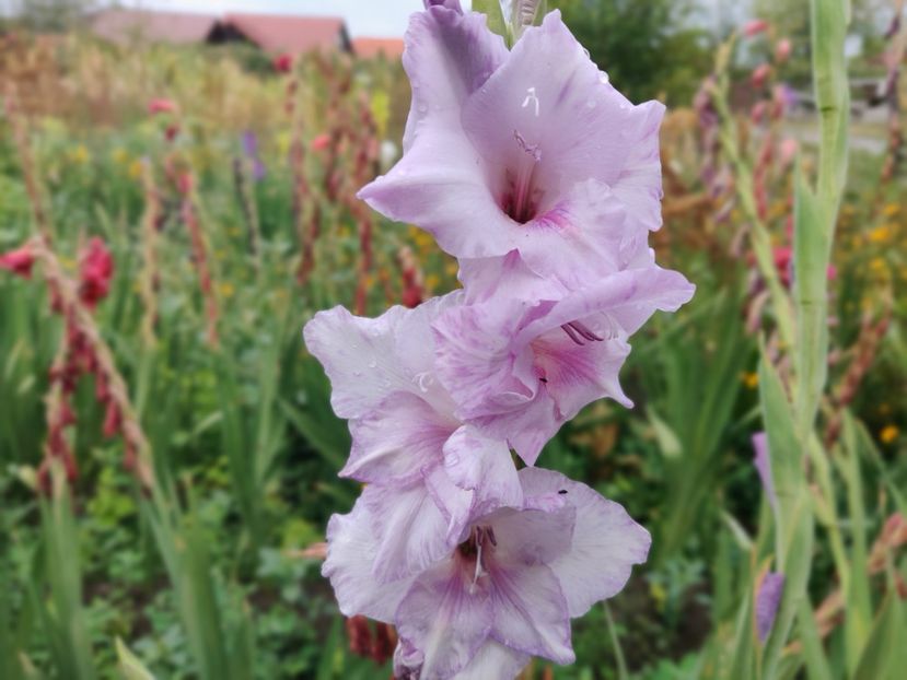  - Gladiole