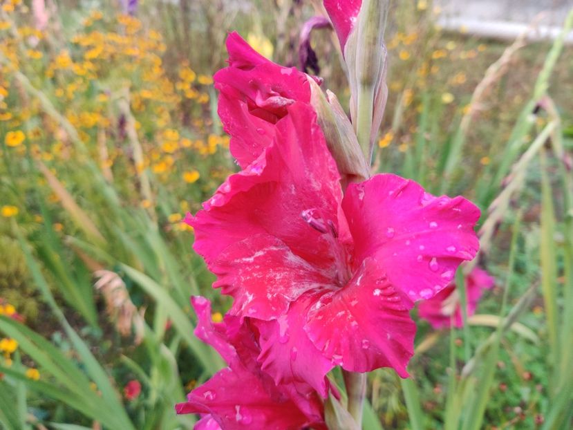  - Gladiole