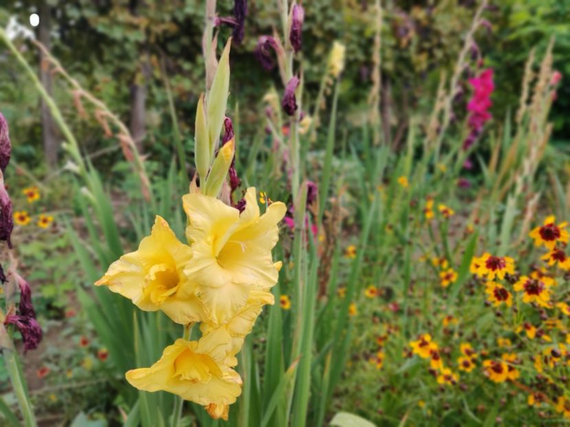  - Gladiole