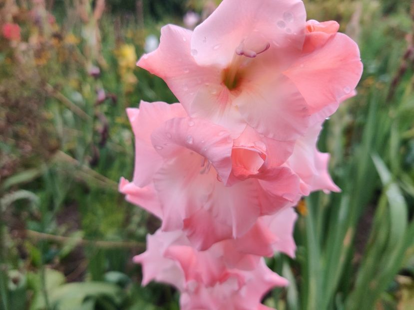  - Gladiole