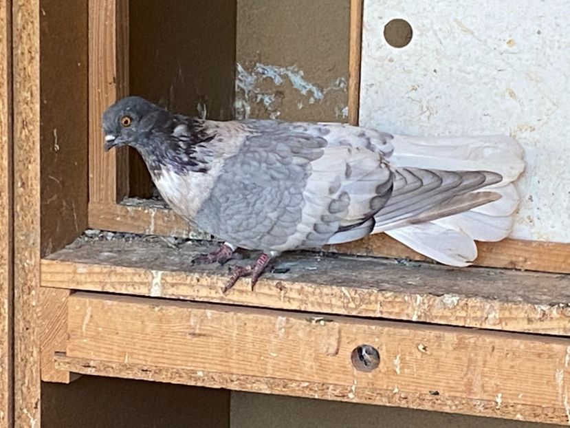 21D127B8-0D91-4DA4-A26A-E1BD32852FDA - Vargati cu dunga alba