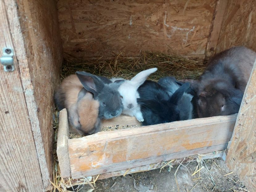 La aproape 1 luna - Cuib 3-08-2021