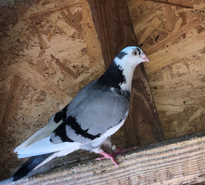 femelă  2015 - 0000001 prin voliere