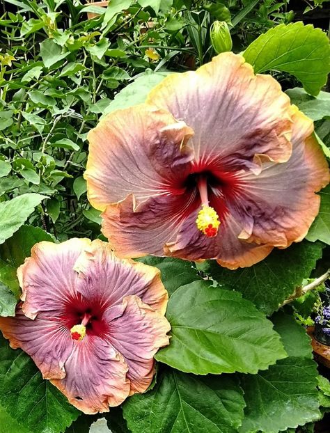  - Hibiscus Luck by Chance